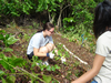 Pulling weed