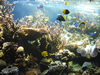 Diversity of marine life