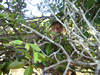 Many native dryland forest trees