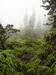 Cloud forest
