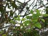 Native Hawaiian snails