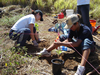 Planting and marking the outplants
