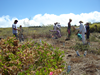Reassessing the plot diversity after clearing