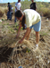 Mulching using the removed guinea grass