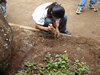 Weeding around ilima
