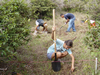 Clearing the weeds from around the natives
