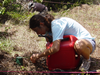 Watering the seedlings