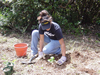 Planting a Lāna&lsquo;i wiliwili