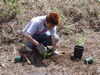 Planting natives at Kanepuu