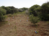 After clearing and outplanting