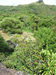 Looking towards the site cleared by the interns