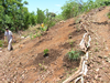 Mulch around the plants