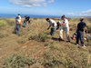 Clearing the guinea grass