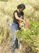 Transect falls over the `a`ali`i