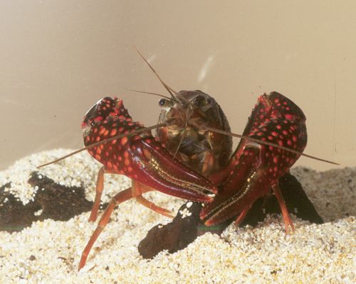 Live Pink Sakura Freshwater Crayfish (Procambarus Clarkii) – 2-3 Inches, US Bred